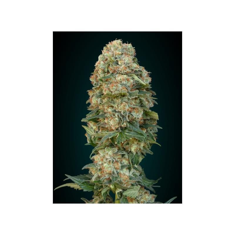 Advanced Seeds Feminized Collection Nº1 - Imagen 1