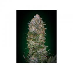 Advanced Seeds Feminized Collection Nº1 - Imagen 1 2
