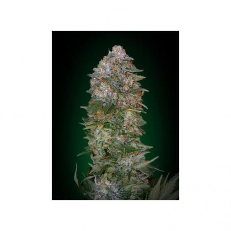 Advanced Seeds Feminized Collection Nº1 - Imagen 2