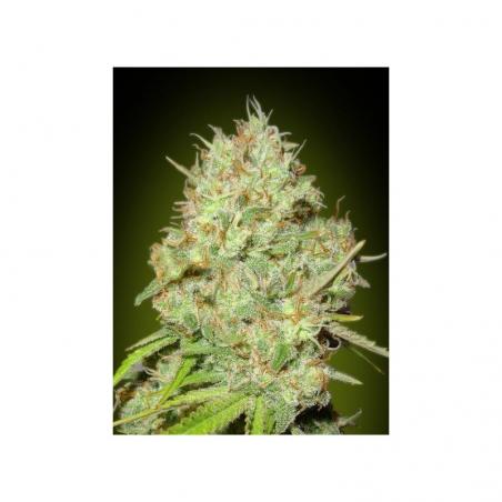 Advanced Seeds Feminized Collection Nº1 - Imagen 3