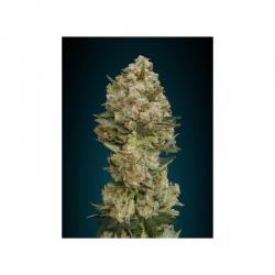 Advanced Seeds Feminized Collection Nº2 - Imagen 1