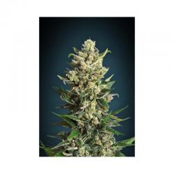 Advanced Seeds Feminized Collection Nº2 - Imagen 1 2