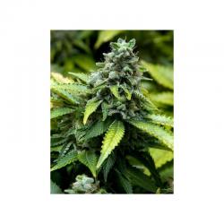 Advanced Seeds Feminized Collection Nº3 - Imagen 1