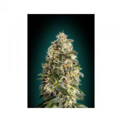 Advanced Seeds Feminized Collection Nº3 - Imagen 1 2