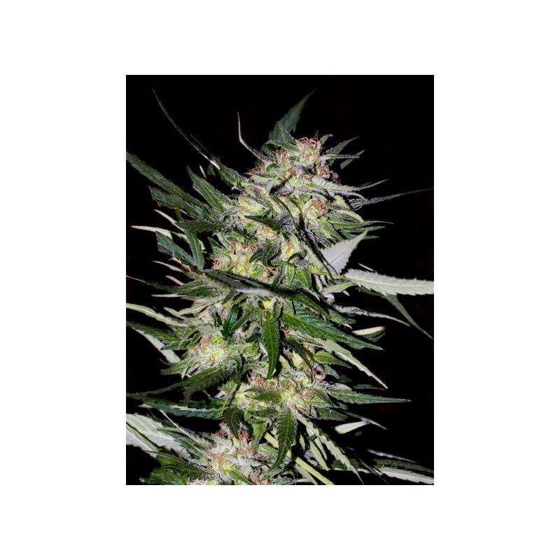 Advanced Seeds Feminized Collection Nº4 - Imagen 1