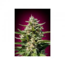 Advanced Seeds Feminized Collection Nº4 - Imagen 1 2