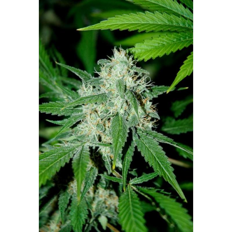 Advanced Seeds Haze Mist Fem - Imagen 1