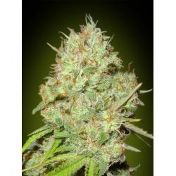 Advanced Seeds Shark Widow...
