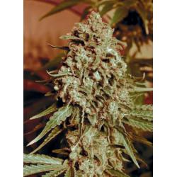 Advanced Seeds Somango...