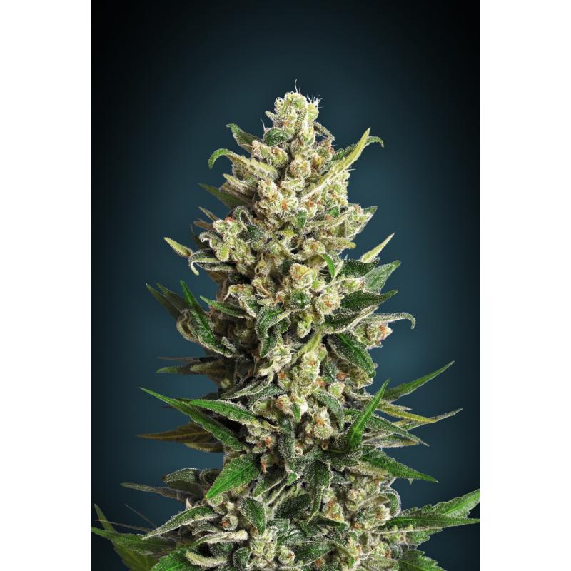 Advanced Seeds Ice Kush Fem. - Imagen 1