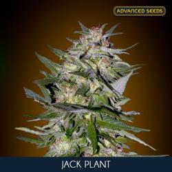 Advanced Seeds Jack Plant Fem.
