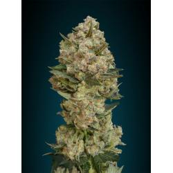Advanced Seeds Critical Fem.