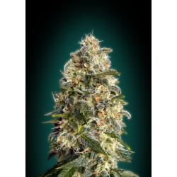 Advanced Seeds Heavy Bud Fem