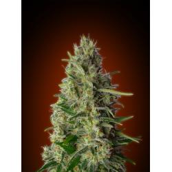 Advanced Seeds Kali 47 Fem.