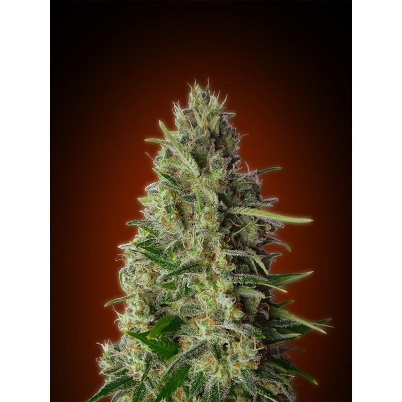 Advanced Seeds Kali 47 Fem. - Imagen 1