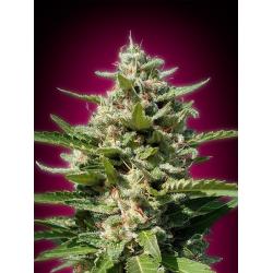 Advanced Seeds White Kush Fem