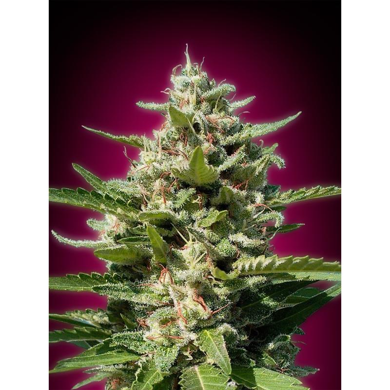 Advanced Seeds White Kush Fem - Imagen 1