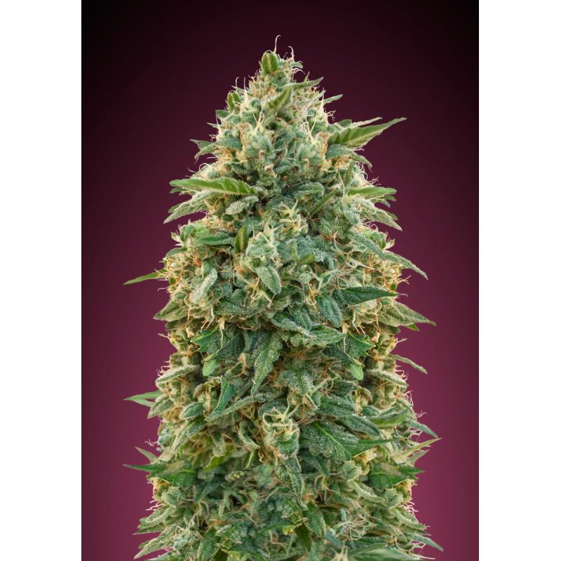 Advanced Seeds Amnesia - Imagen 1