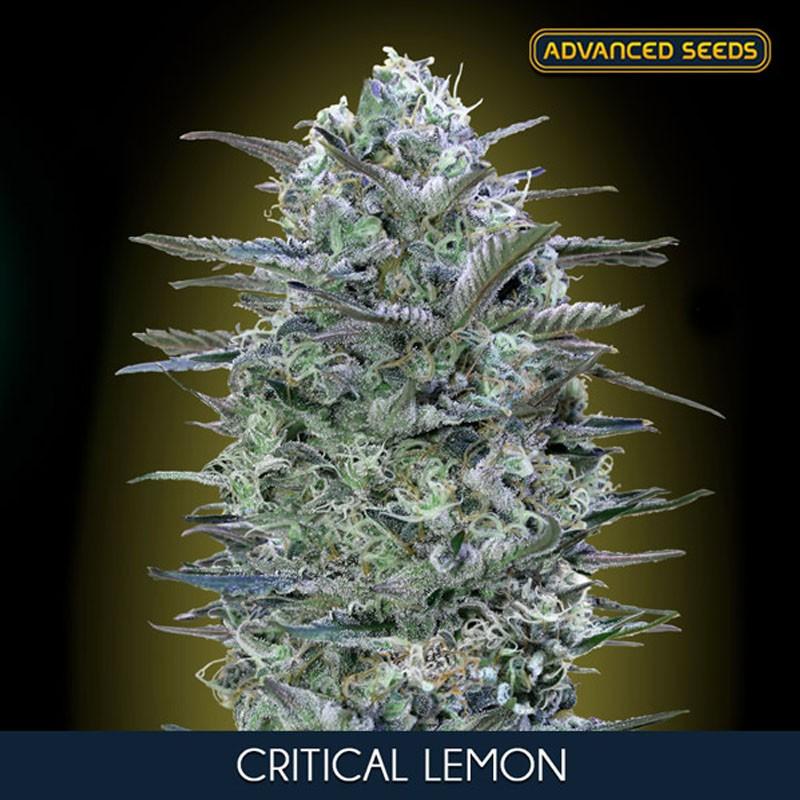 Advanced Seeds Critical Lemon Fem - Imagen 1