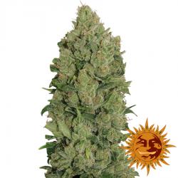 Barney´S Farm Auto NYC Diesel