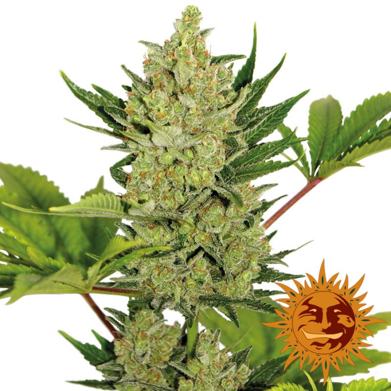 Barney´S Farm Auto Blue Cheese - Imagen 1