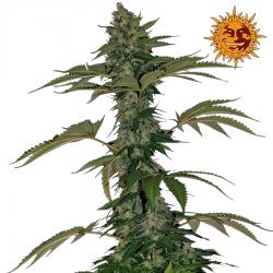 Barney's Farm Grape Muerte...