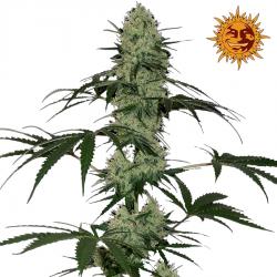 Barney's Farm Tangelo...