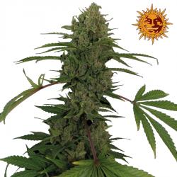 Barney's Farm Critical...