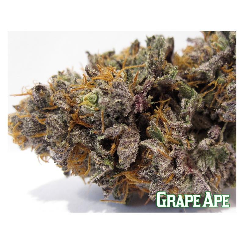 Barney´S Farm Grape Ape 5Und Fem. - Imagen 1