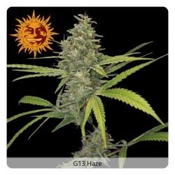 Barney's Farm G13 Haze Fem