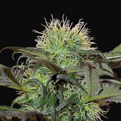 BarneyS Farm Bad Azz Kush Fem - Imagen 1