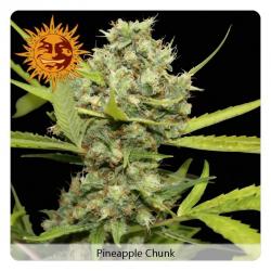 Barney´S Farm Pineapple Chunk 3Und Fem - Imagen 1