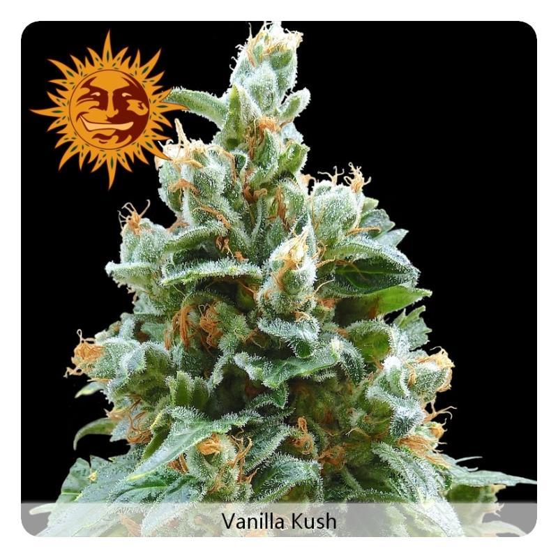 Barney´S Farm Vanilla Kush 3Und Fem - Imagen 1