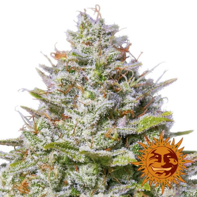 Barney´S Farm Blue Gelato 41 1Und Fem - Imagen 1