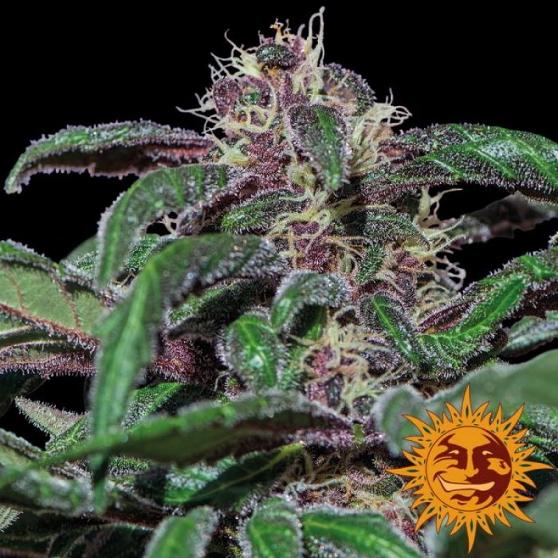 Barney´S Farm Ayahuasca Purple 1Und Fem - Imagen 1