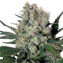 Buddha Seeds Syrup Blister 10Und Regular - Imagen 1