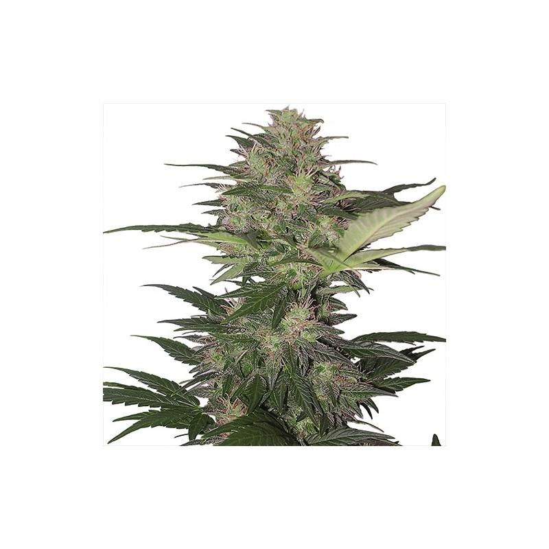 Buddha Seeds Red Dwarf Blister 10Und Regular - Imagen 1