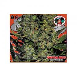 Big Buddha Seeds Critical...