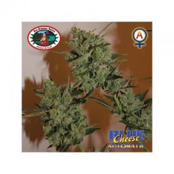 Big Buddha Seeds Blue...