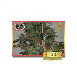 Big Buddha Seeds Cheese Auto