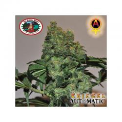 Big Buddha Seeds Chiesel Auto
