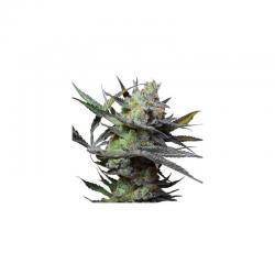 Big Buddha Seeds King Kong Fem - Imagen 1
