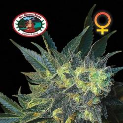 Big Buddha Seeds Chiesel Fem - Imagen 1