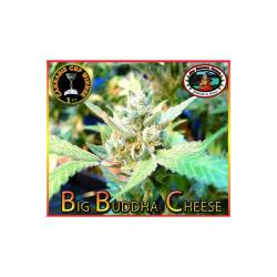 Big Buddha Seeds Cheese Fem - Imagen 1