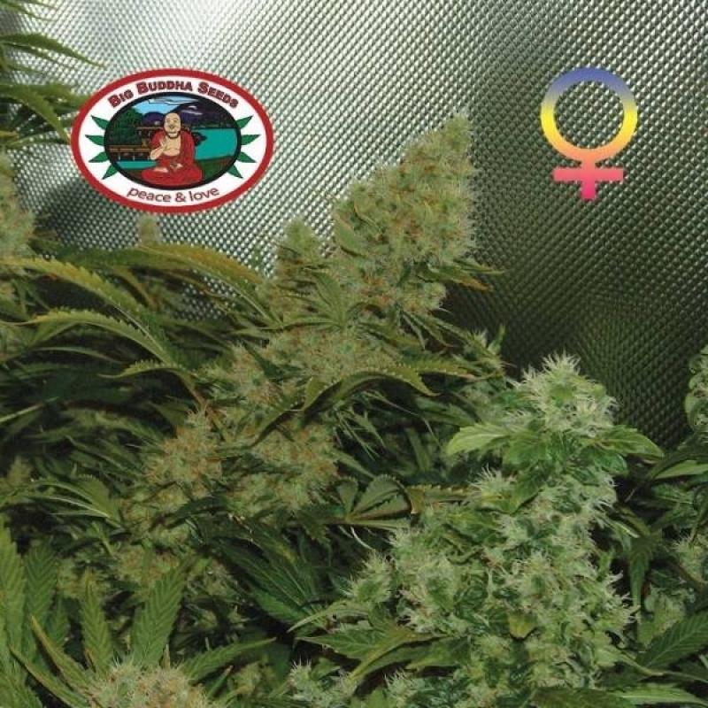 Big Buddha Seeds Bubble Cheese Fem - Imagen 1