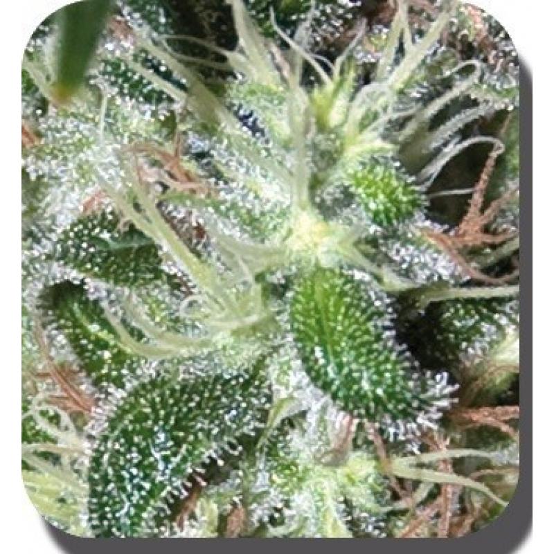 Buddha Seeds Pulsar Blister 10Und Fem - Imagen 1