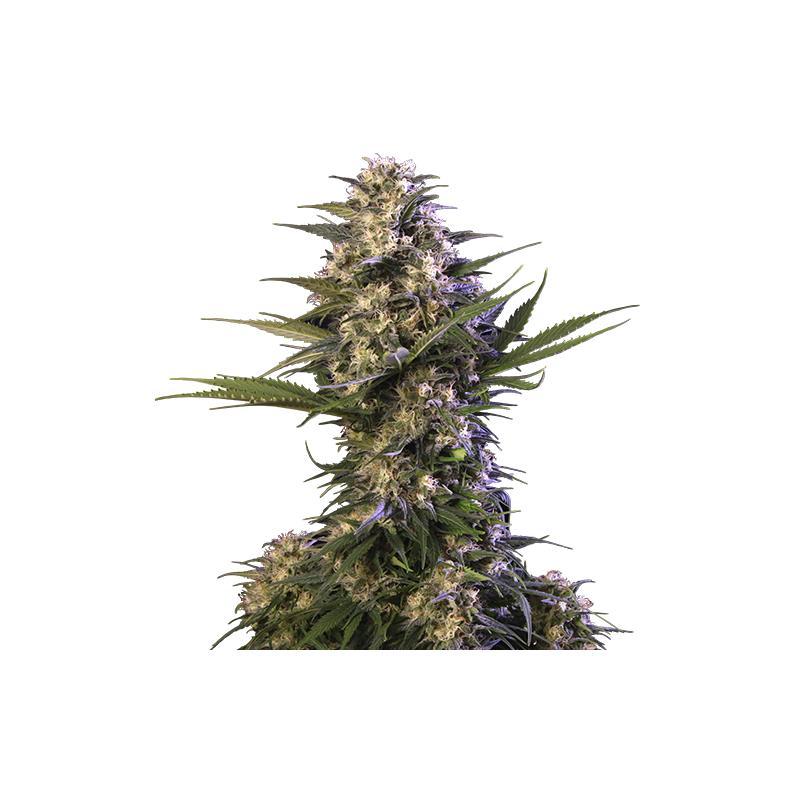 Buddha Seeds Kraken Fem - Imagen 1