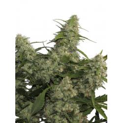 Buddha Seeds Quasar Fem - Imagen 1