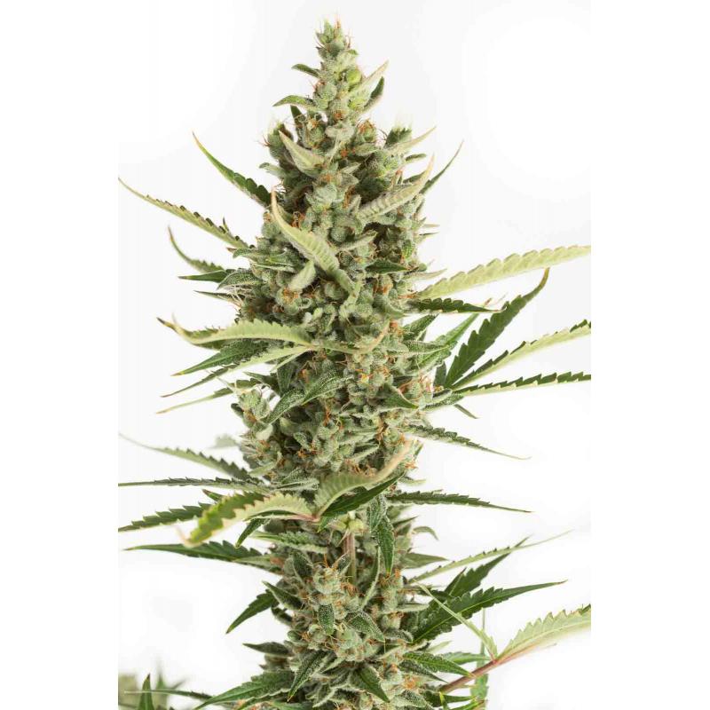 Dinafem Amnesia XXL Auto - Imagen 1