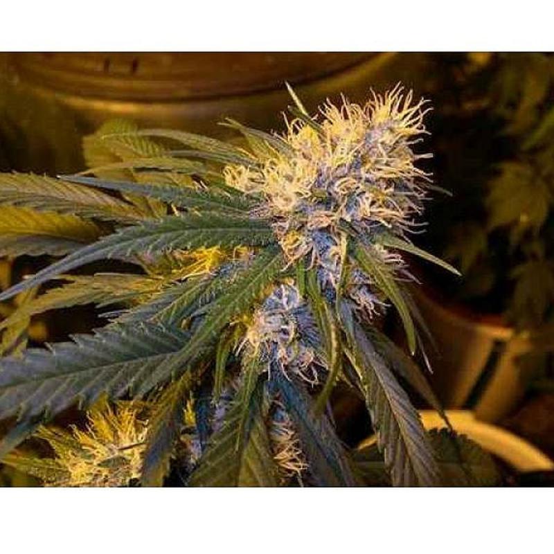 Dna Genetics Super Cannalope Reg - Imagen 1